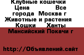 Клубные кошечки › Цена ­ 10 000 - Все города, Москва г. Животные и растения » Кошки   . Ханты-Мансийский,Покачи г.